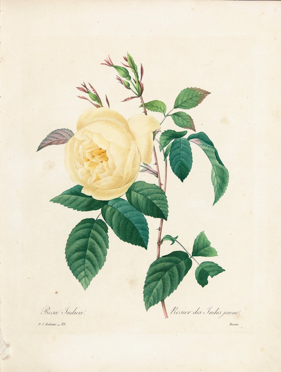 Gele Rosa Indica, gegraveerd door Bessin, uit 
