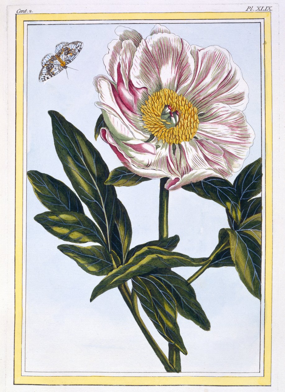 Vleeskleurige Gewone Pioen, ca. 1766 door Pierre Joseph Buchoz