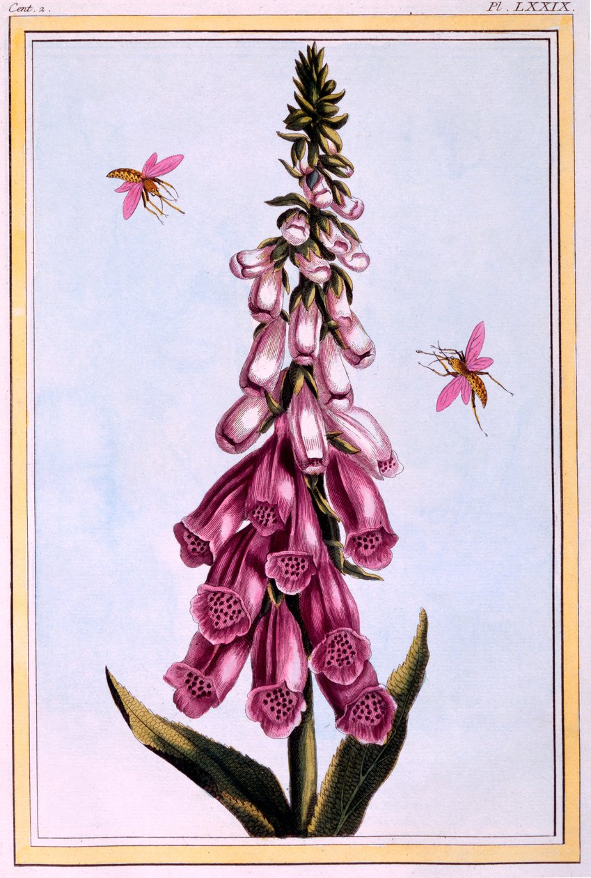 Vingerhoedskruid Digitalis, illustratie uit 