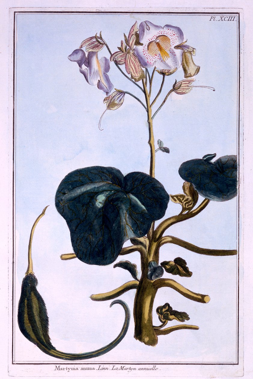 Proboscis-bloem door Pierre Joseph Buchoz