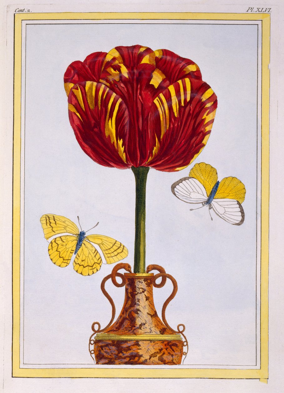 Tulp 