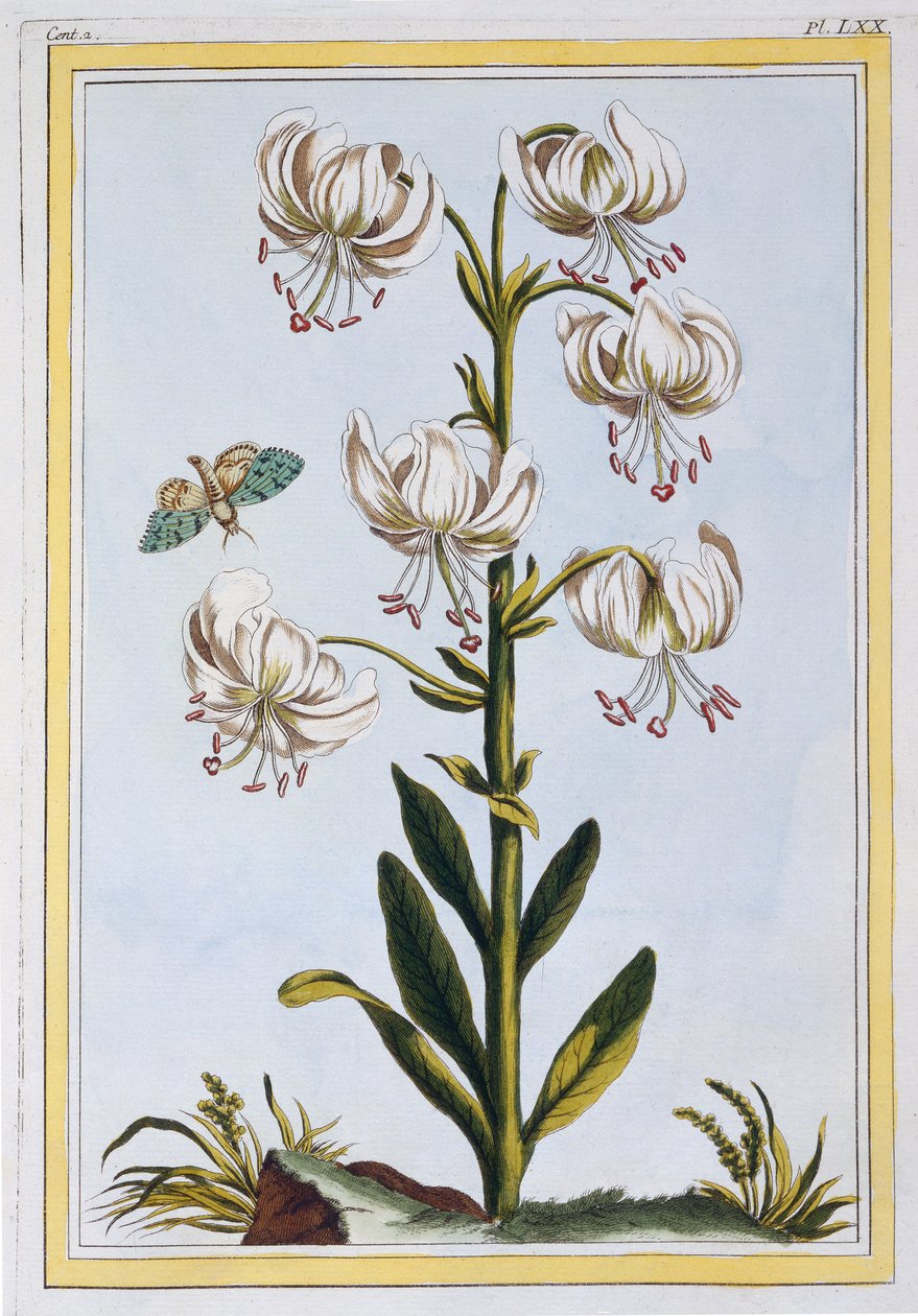 Turkscap Lelie waarschijnlijk L. Martagan, Var: Album, ca. 1776 door Pierre Joseph Buchoz