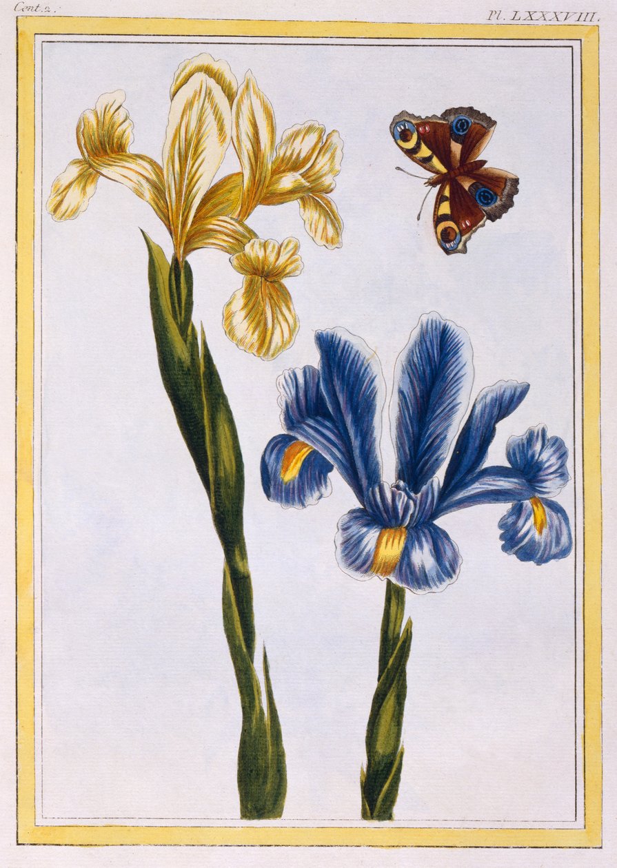 Gele en Paarse Irissen, ca. 1776 door Pierre Joseph Buchoz