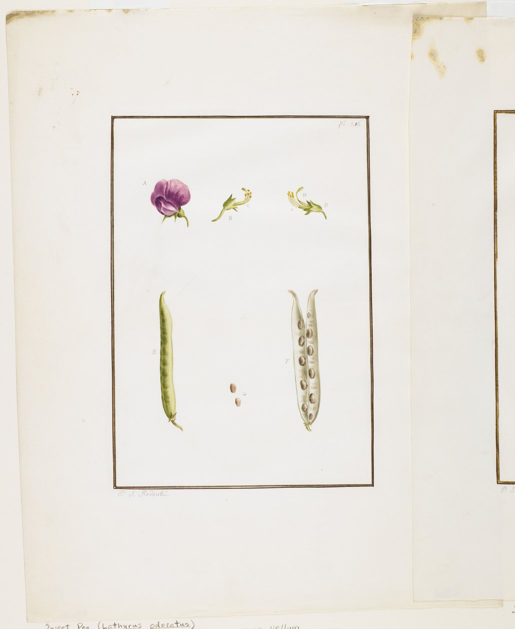 Botanische dissectie: Lathyrus odoratus, c.1778-90 door Pierre Joseph Redouté