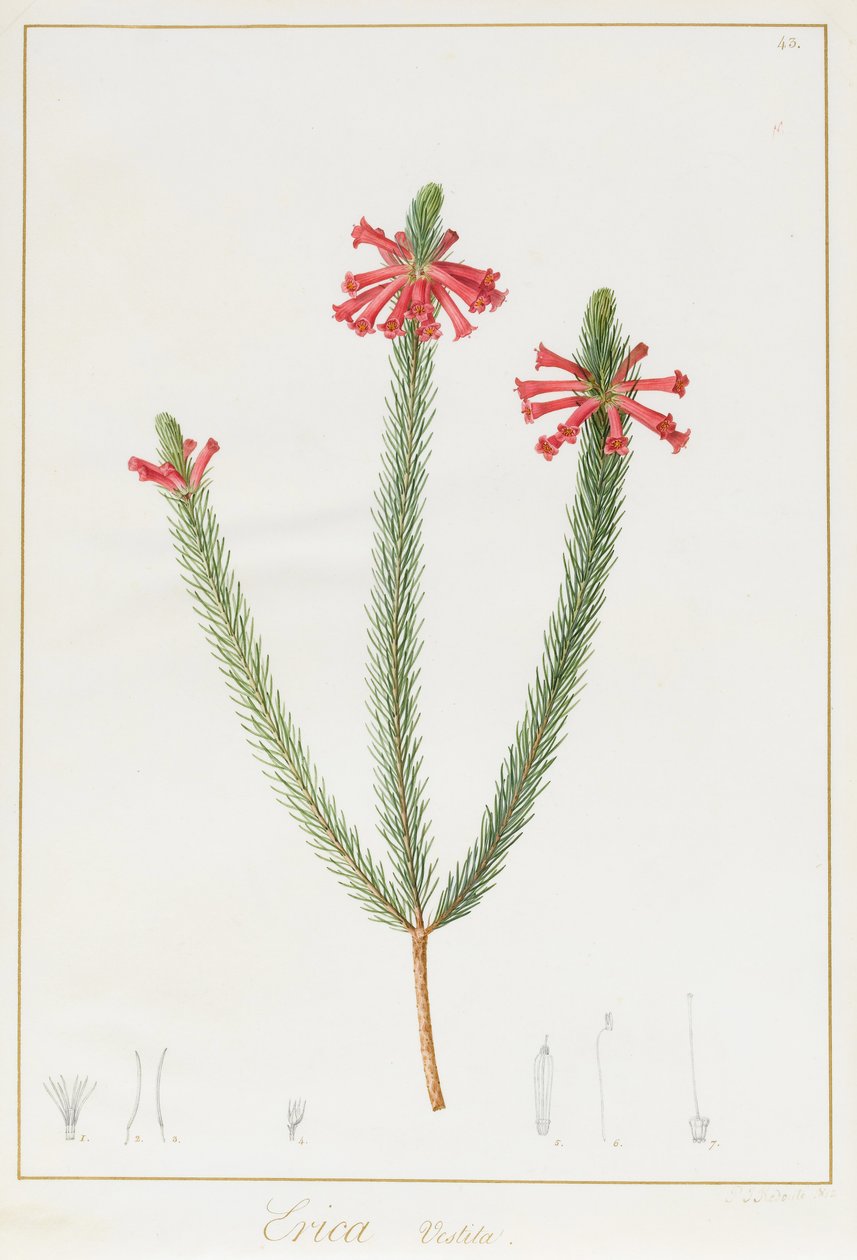 Erica Vestita, 1812 door Pierre Joseph Redouté