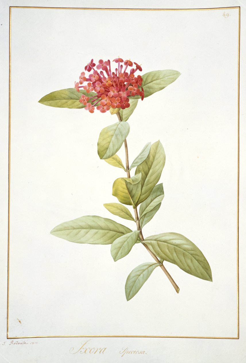 Ixora speciosa, 1812 door Pierre Joseph Redouté