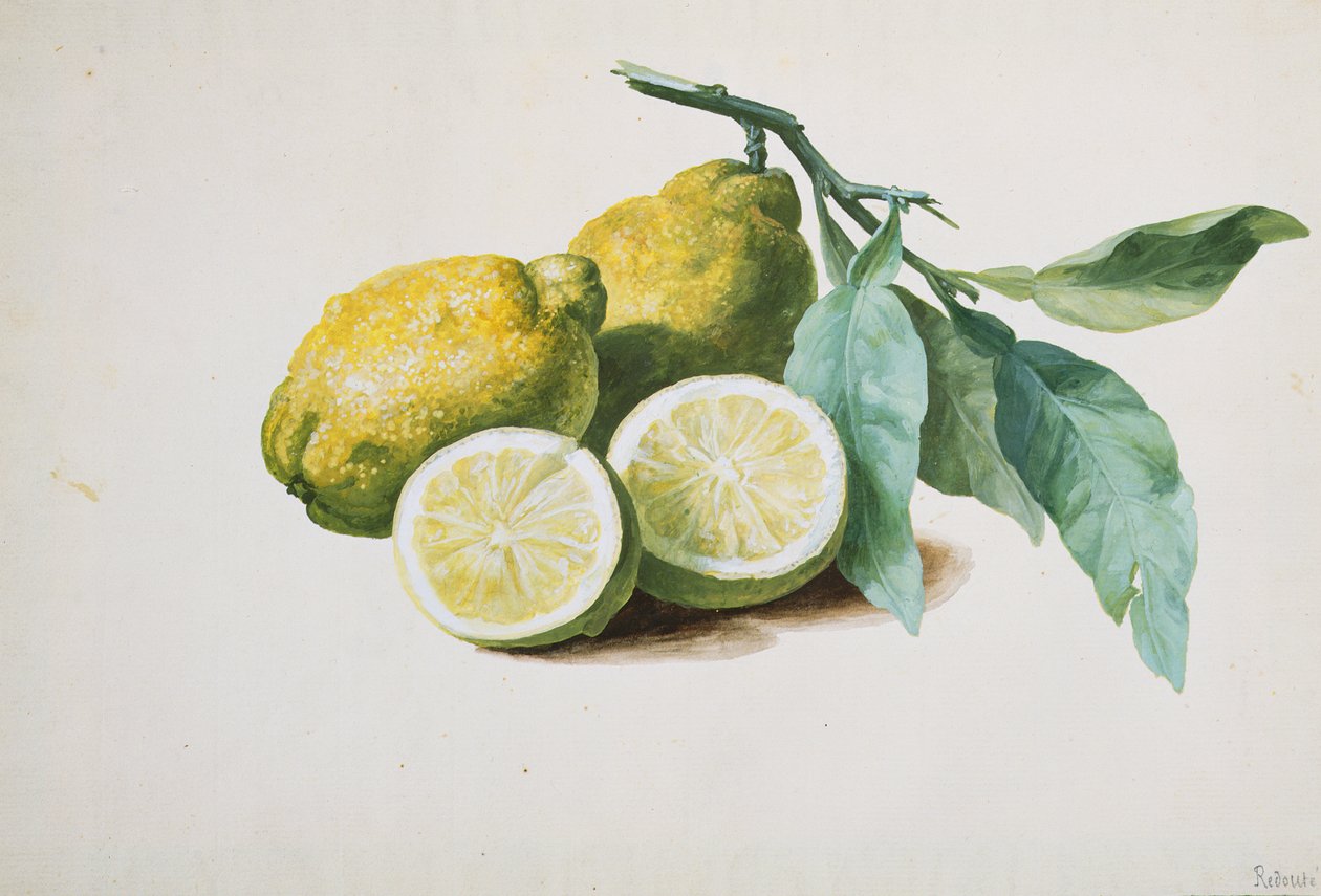 Citroenen, 1840 door Pierre Joseph Redouté