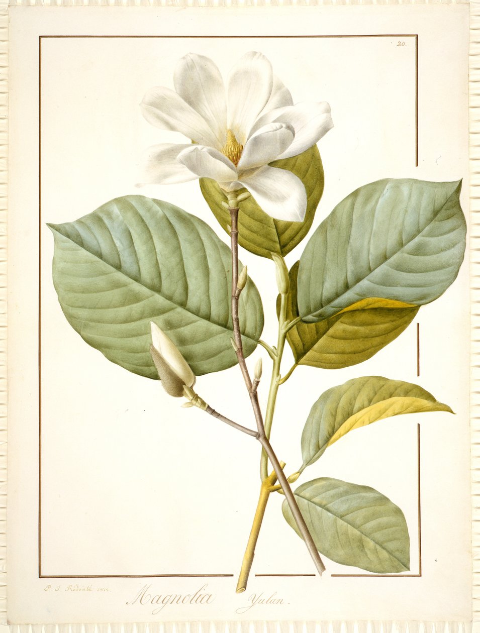 Magnolia Yulan, Magnolia Denudata, 1812 door Pierre Joseph Redouté