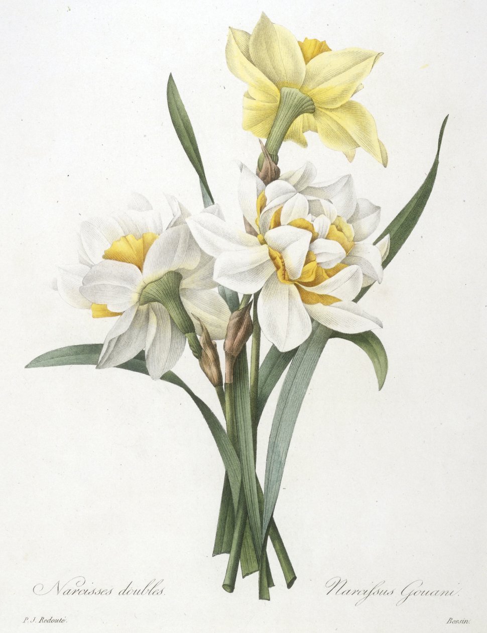 Narcissus gouani (Dubbele narcis) door Pierre Joseph Redouté