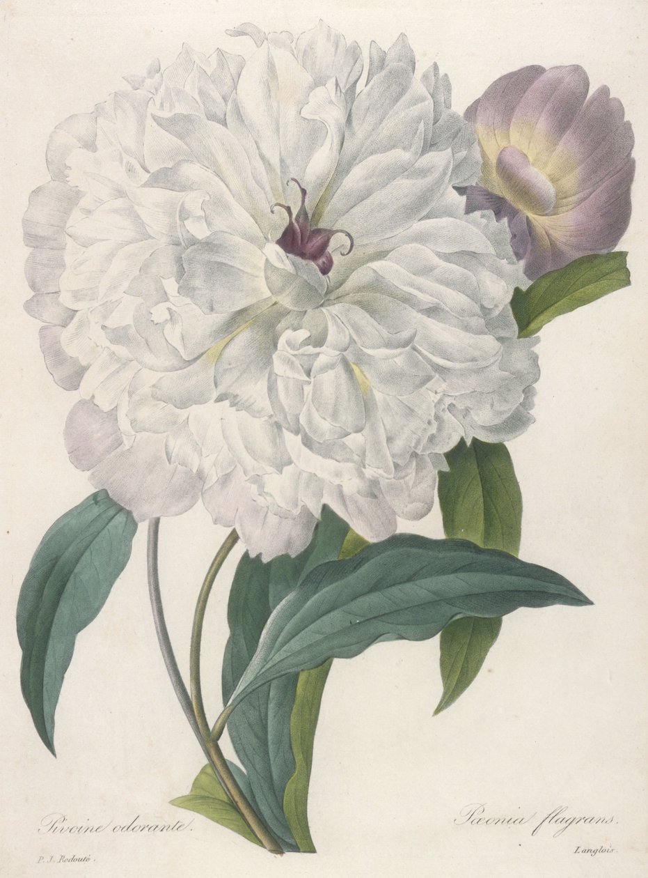 Paeonia flagrans (Pioenroos), 1827 door Pierre Joseph Redouté