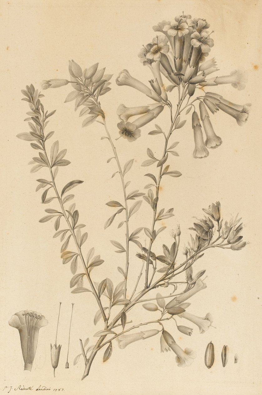 Periphragmos Soorten, 1787 door Pierre Joseph Redouté
