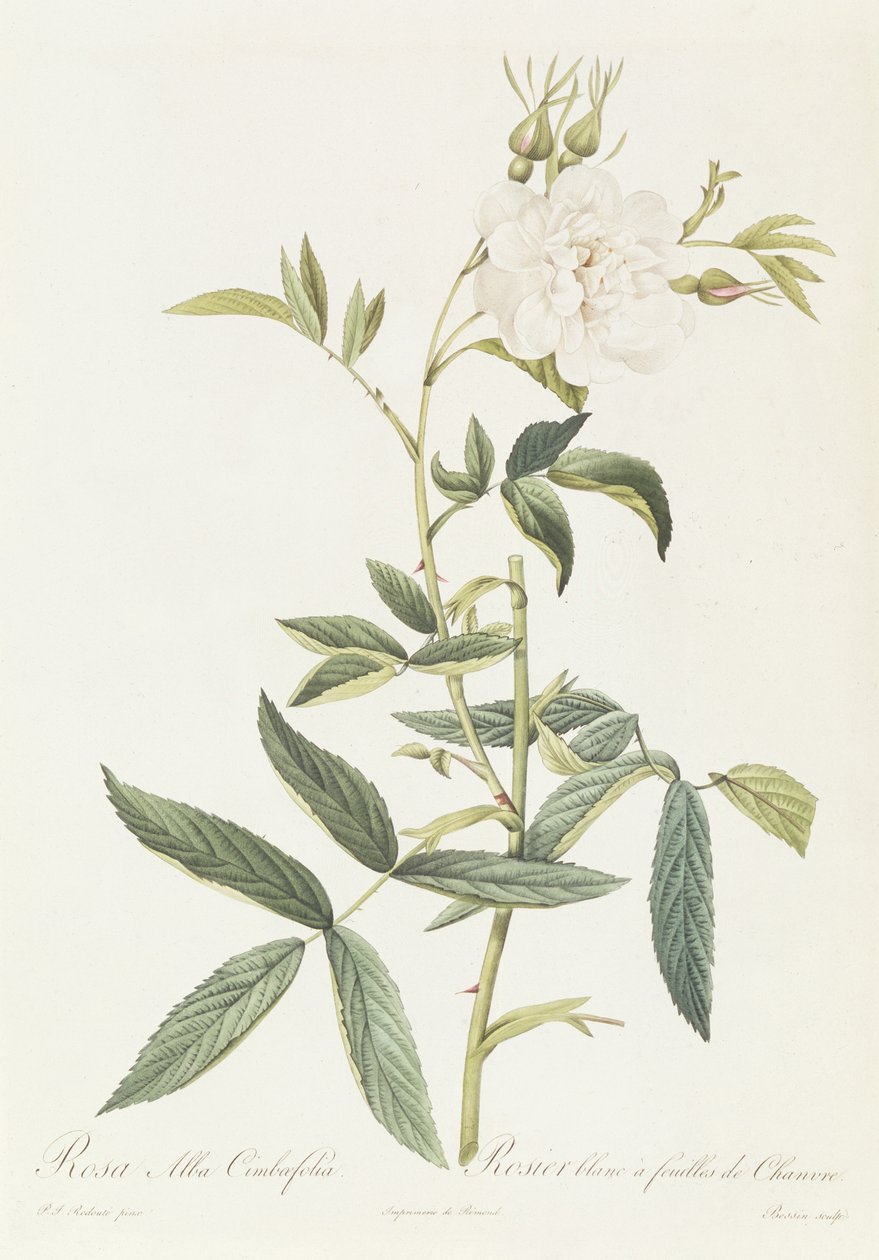 Rosa Alba Cimbaefolia door Pierre Joseph Redouté