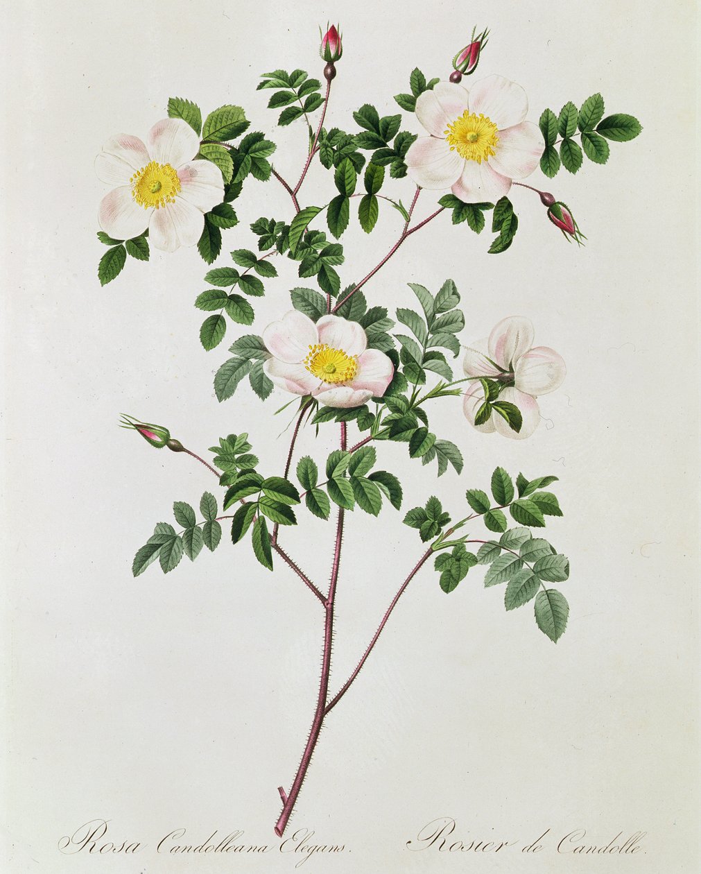 Rosa Candolleana Elegans door Pierre Joseph Redouté