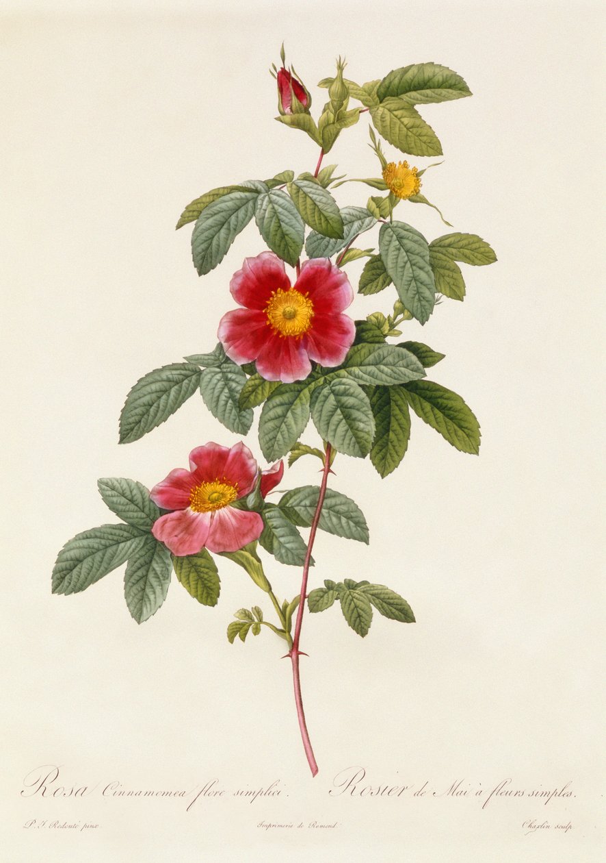 Rosa Cinnamomea Flore Simplici door Pierre Joseph Redouté