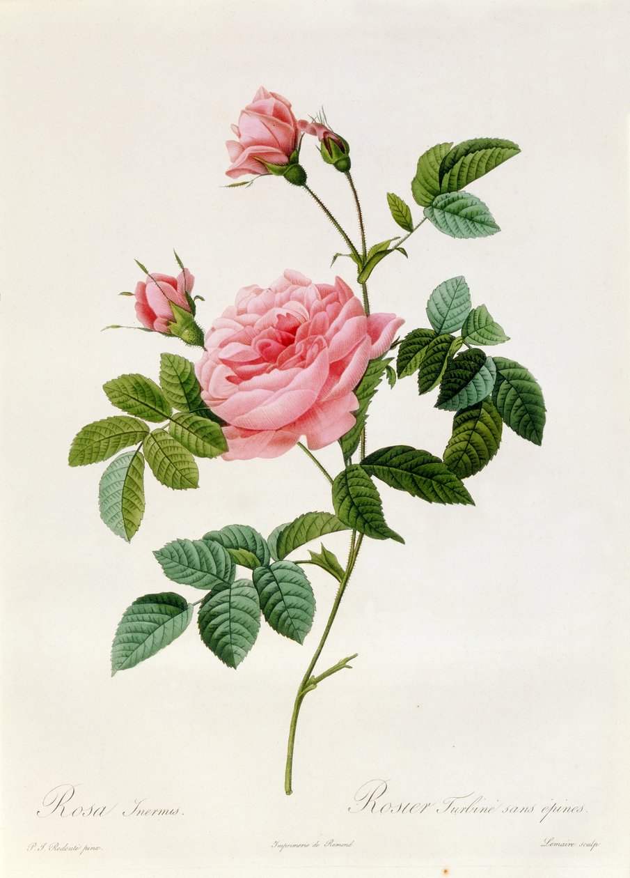 Rosa Inermis door Pierre Joseph Redouté