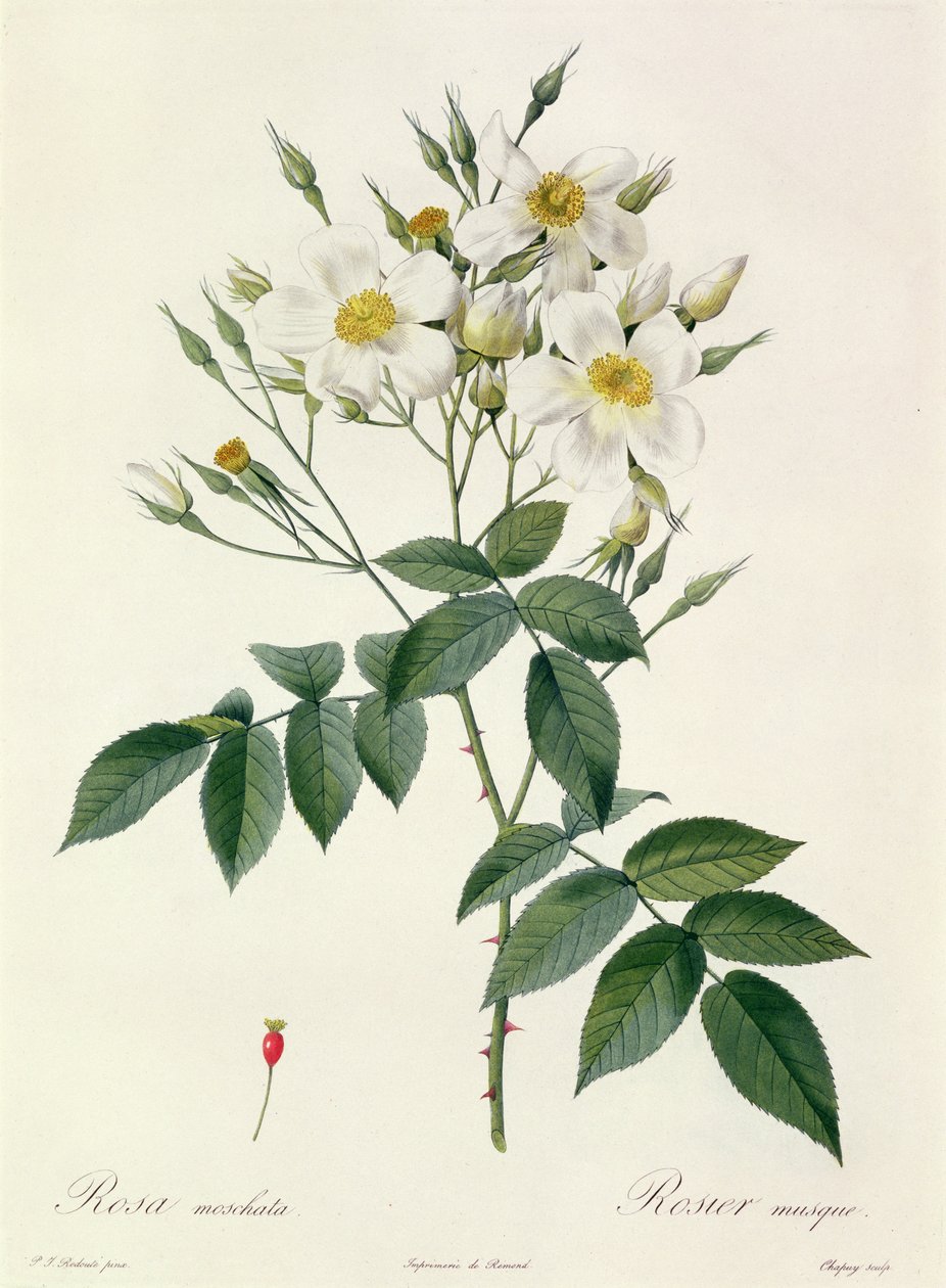 Rosa moschata of muskusroos door Pierre Joseph Redouté