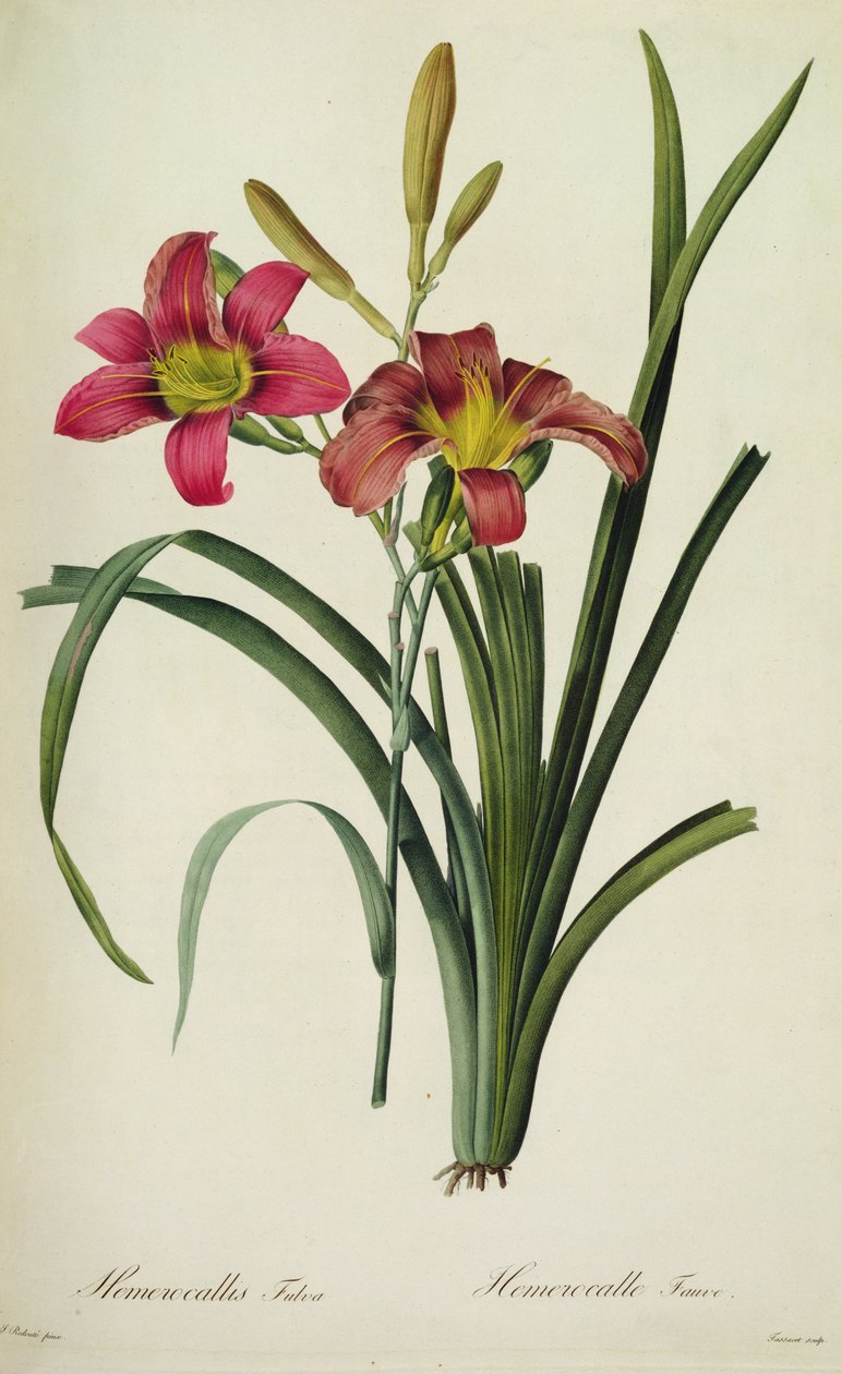 Hemerocallis fulva (lelie), uit 