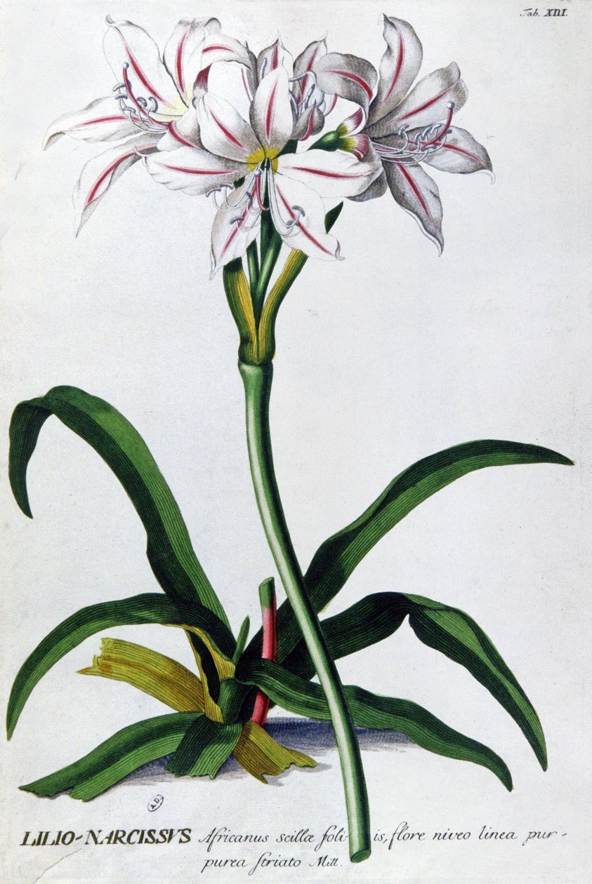 Lelie, Lilio Narcissus door Pierre Joseph Redouté