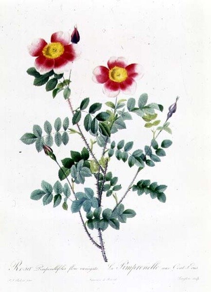 Rosa Rapa door Pierre Joseph Redouté