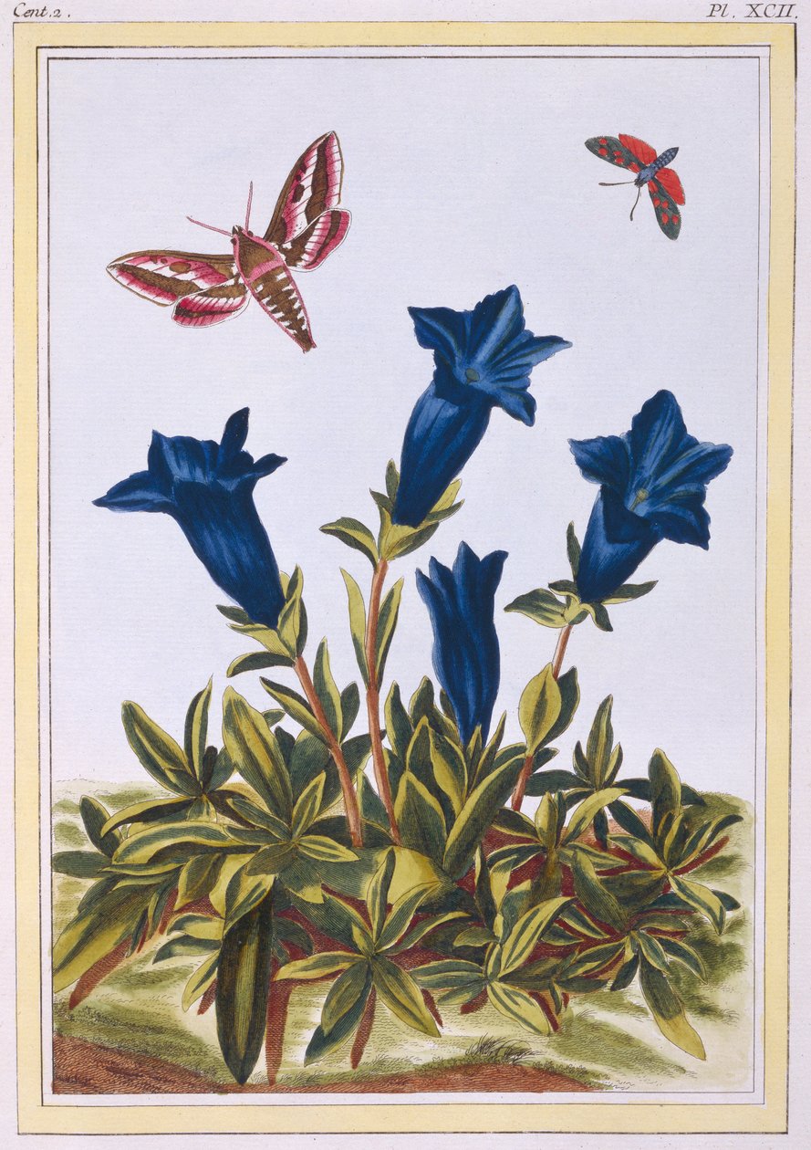 Blauwe gentiaan trompetbloem, pub. 1776 door Pierre Joseph Buchoz