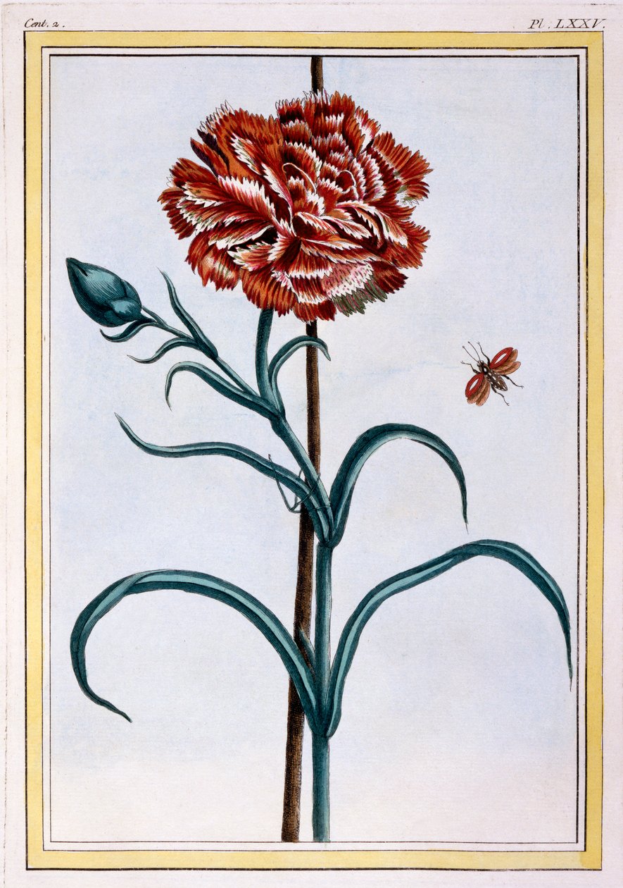 Anjer, pub. 1776 door Pierre Joseph Buchoz