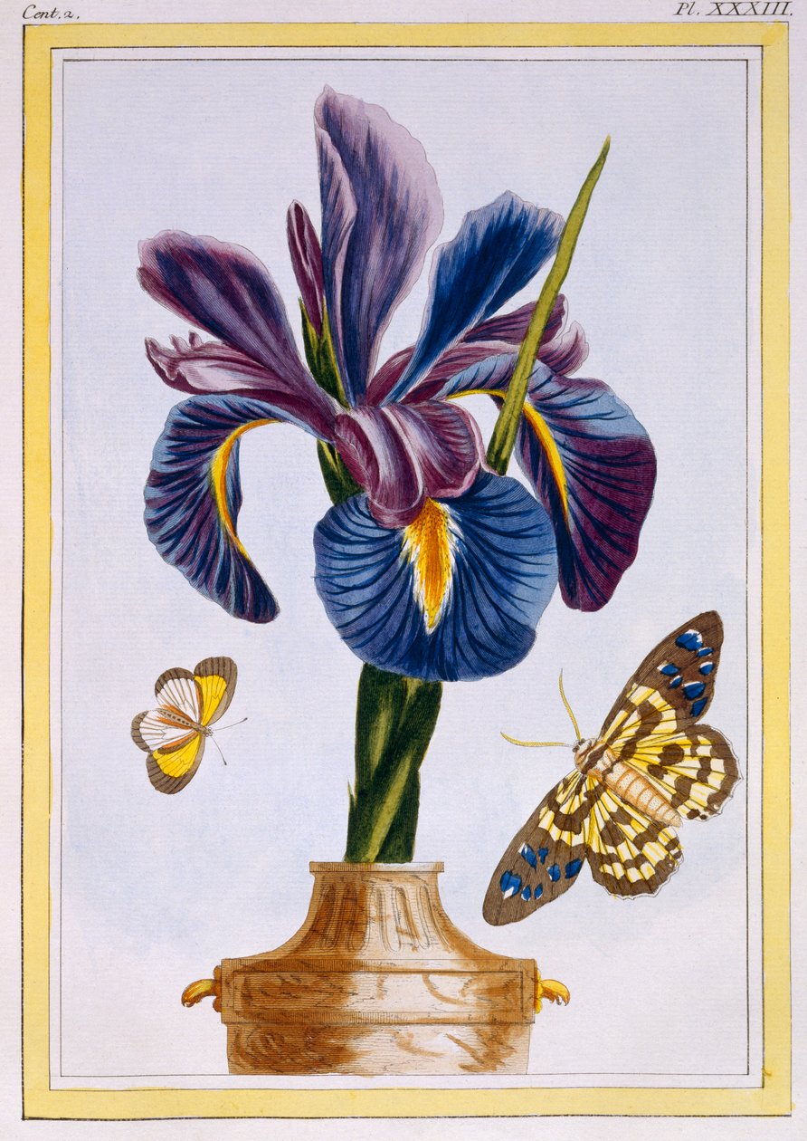 Gewone iris met vlinders, pub. 1776 door Pierre Joseph Buchoz
