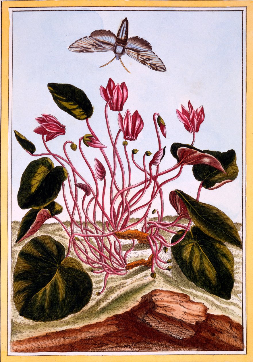 Cyclamen, uitgegeven 1776 door Pierre Joseph Buchoz