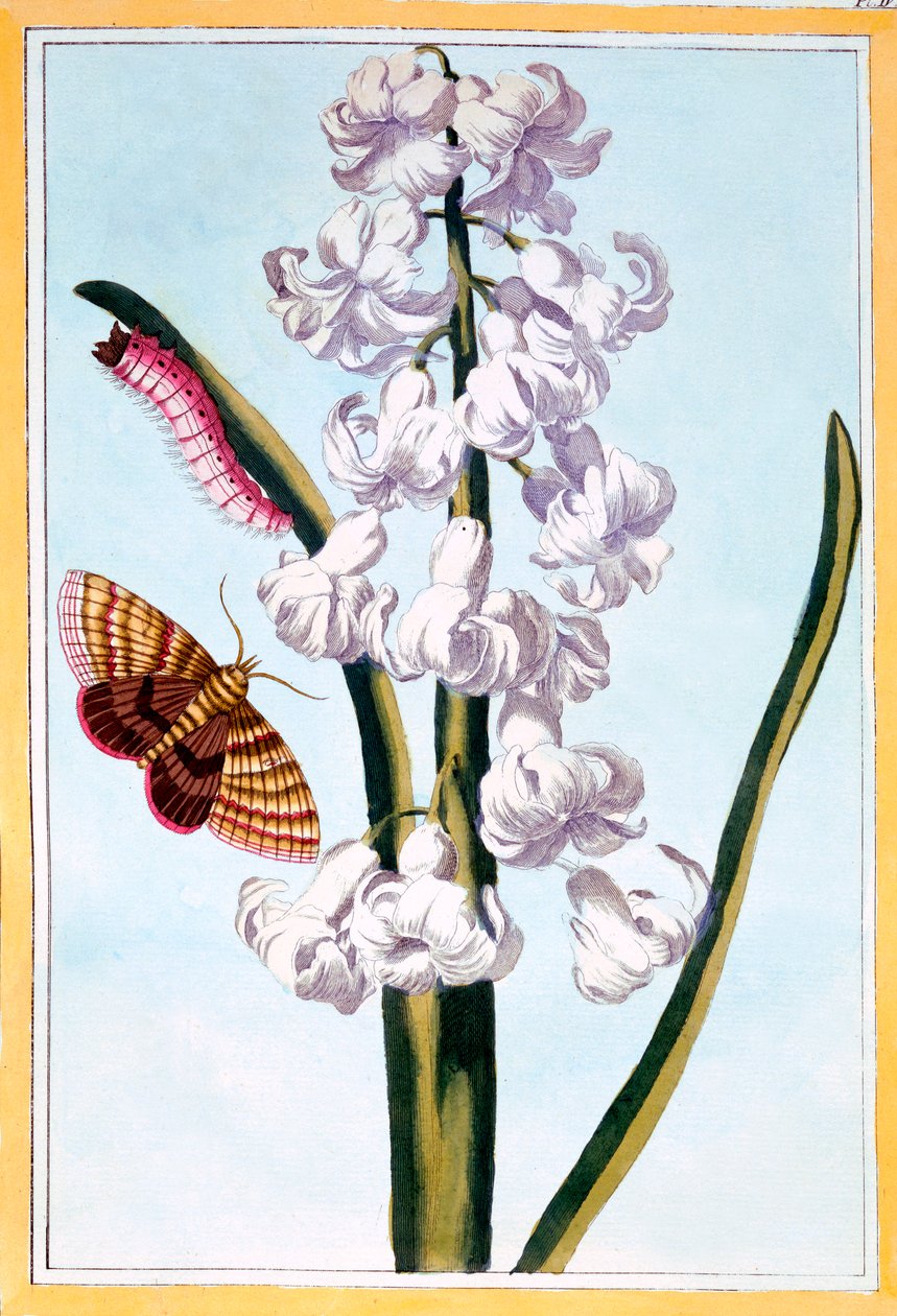 Hyacint door Pierre Joseph Buchoz