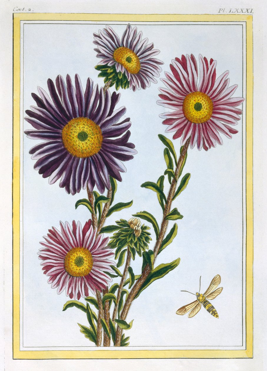 La Reine Marguerite Aster, pub. 1776 door Pierre Joseph Buchoz
