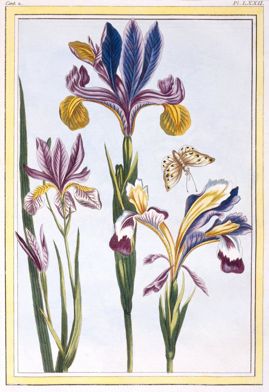 Bonte Iris door Pierre Joseph Buchoz