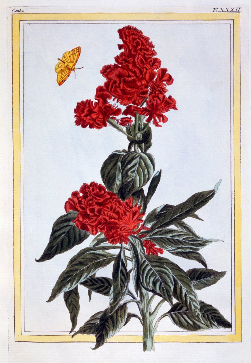 Verscheidenheid van Amaranthus, pub. 1776 door Pierre Joseph Buchoz