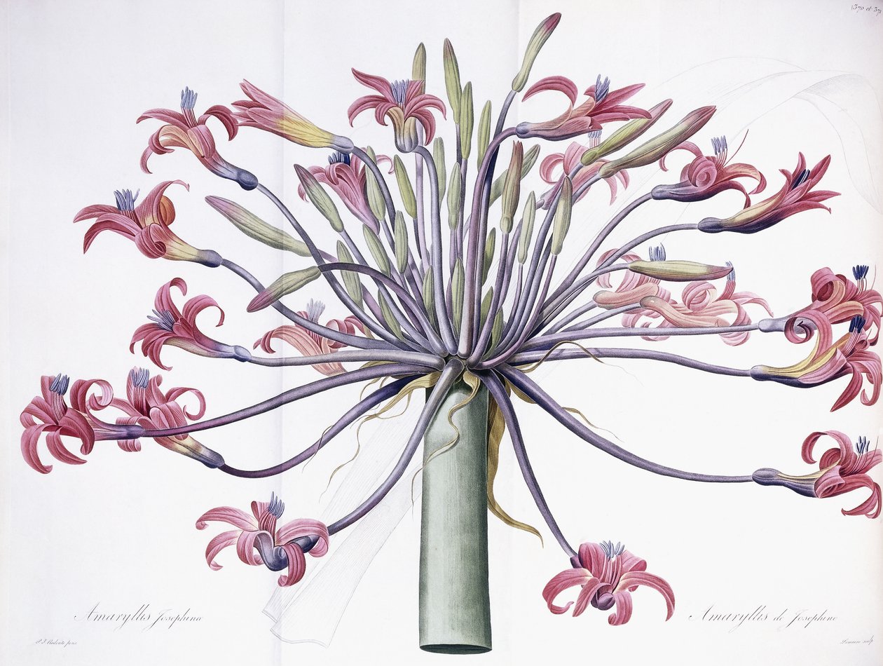 Amaryllis Josephina, 1802-1816 door Pierre Joseph Redouté