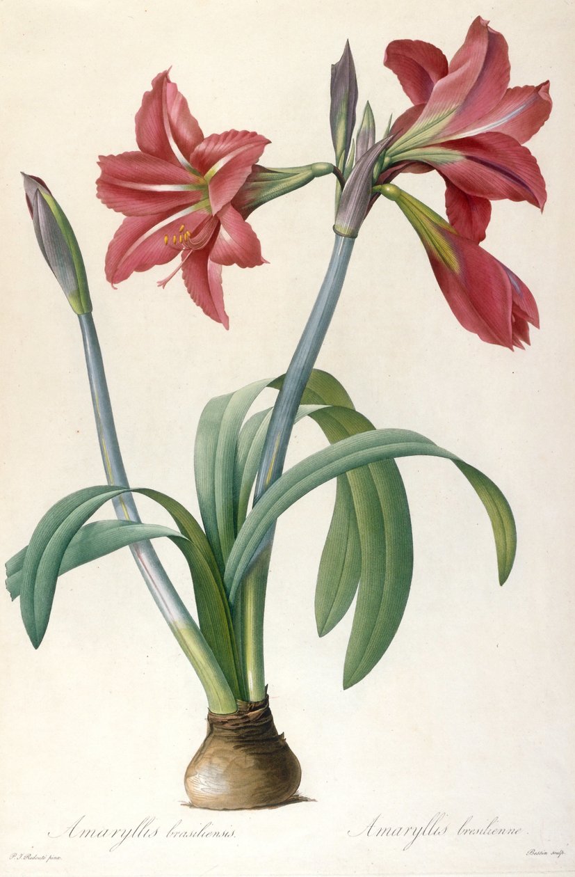 Amaryllis brasiliensis Braziliaanse Amaryllis door Pierre Joseph Redouté