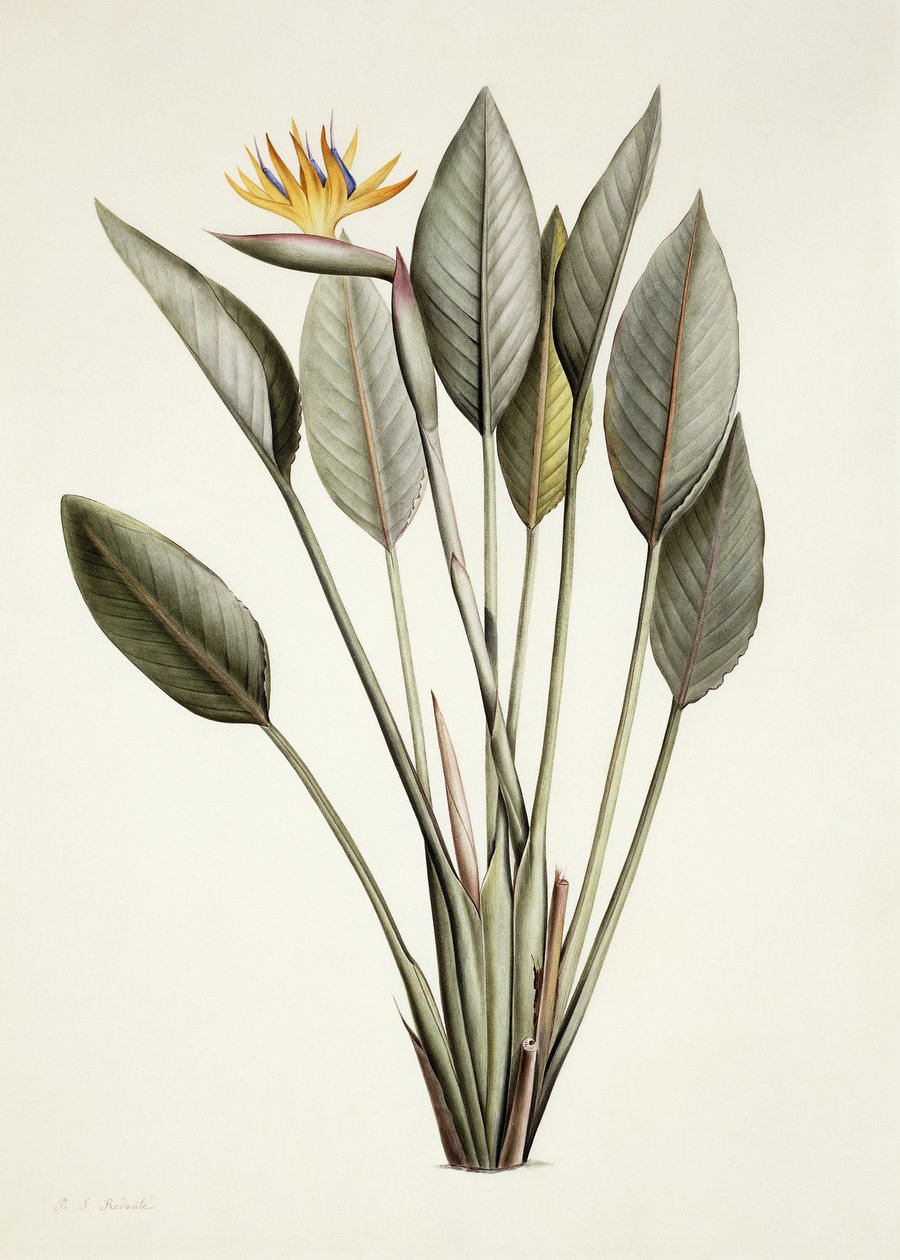 Paradijsvogel door Pierre Joseph Redouté