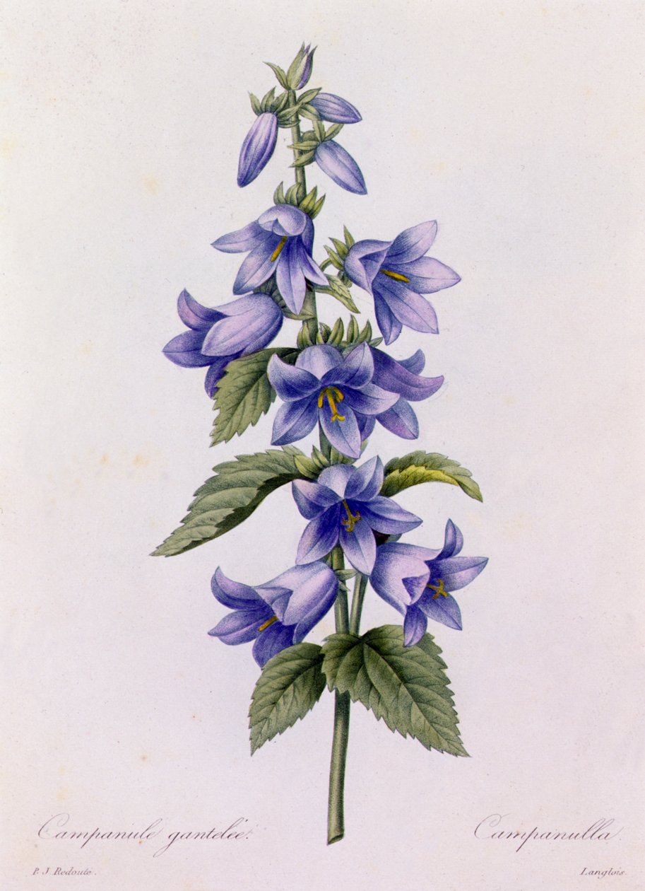 Campanula door Pierre Joseph Redouté