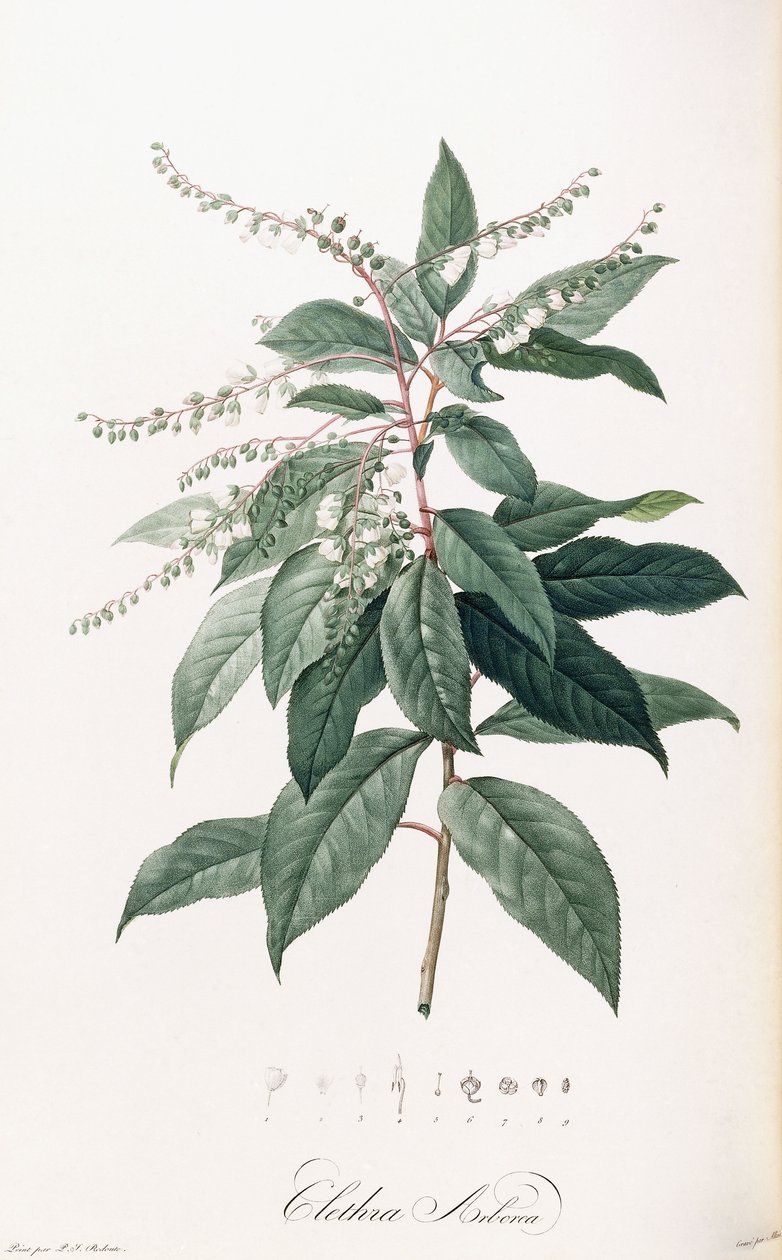 Clethra Arborea door Pierre Joseph Redouté