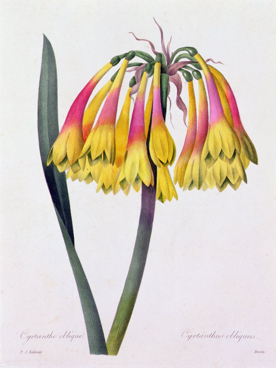 Cyrtanthus Obliquus door Pierre Joseph Redouté