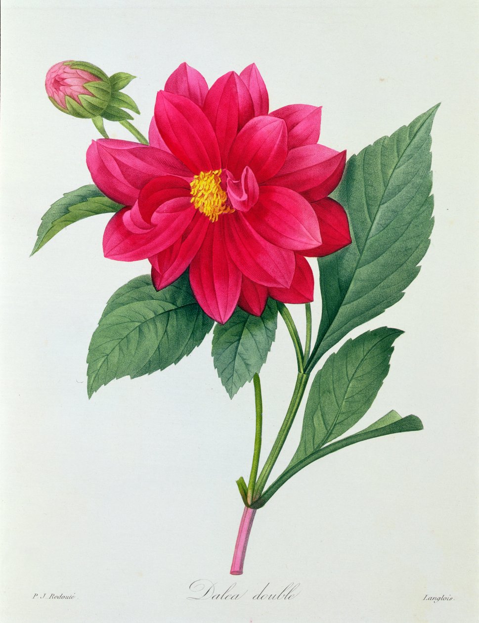 Dahlia Double door Pierre Joseph Redouté