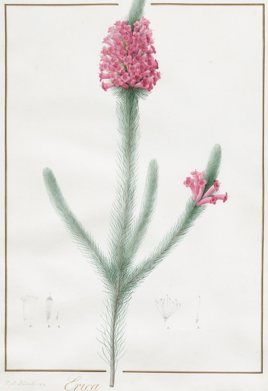 Erica Fulgida door Pierre Joseph Redouté