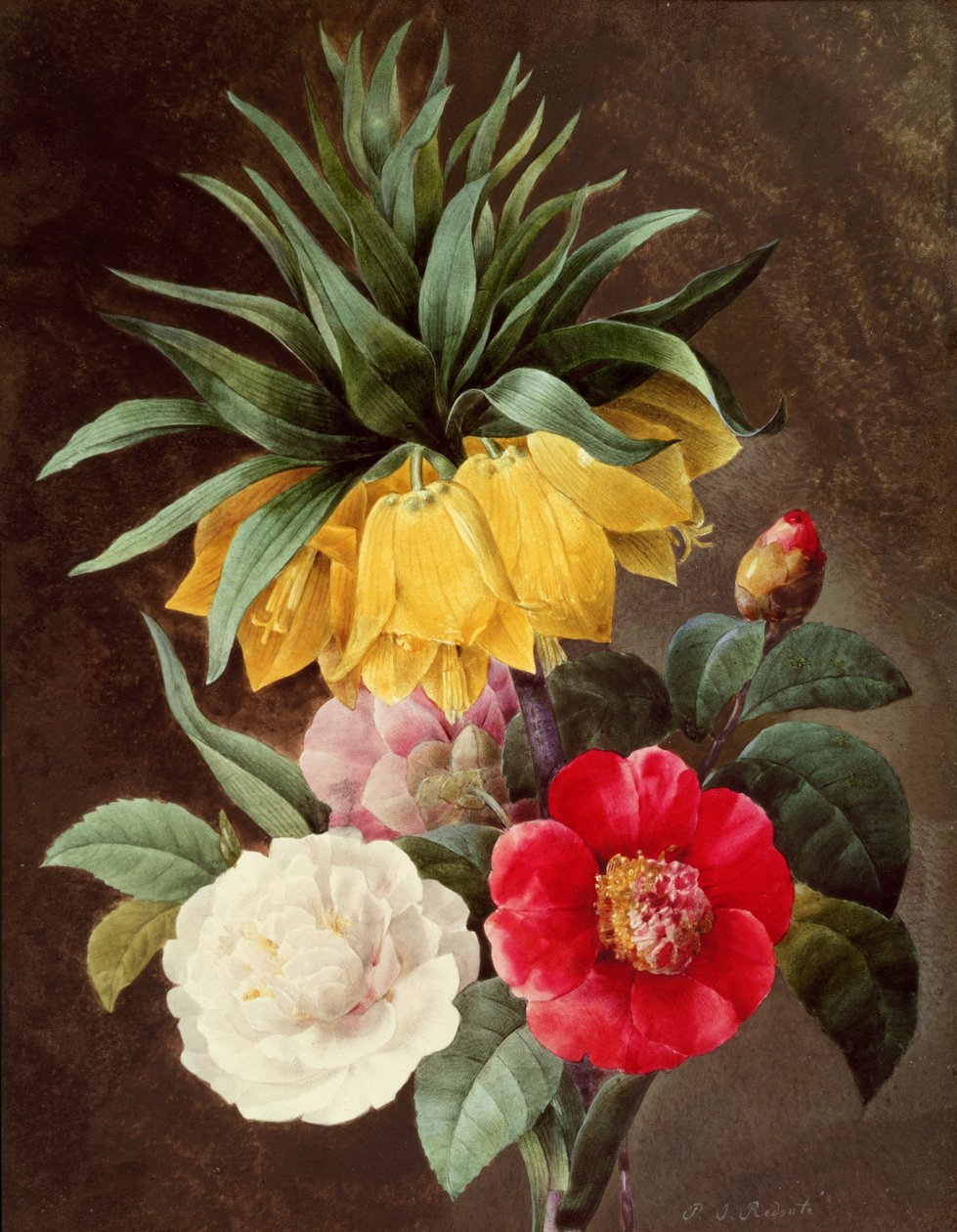 Exotische Bloemen door Pierre Joseph Redouté