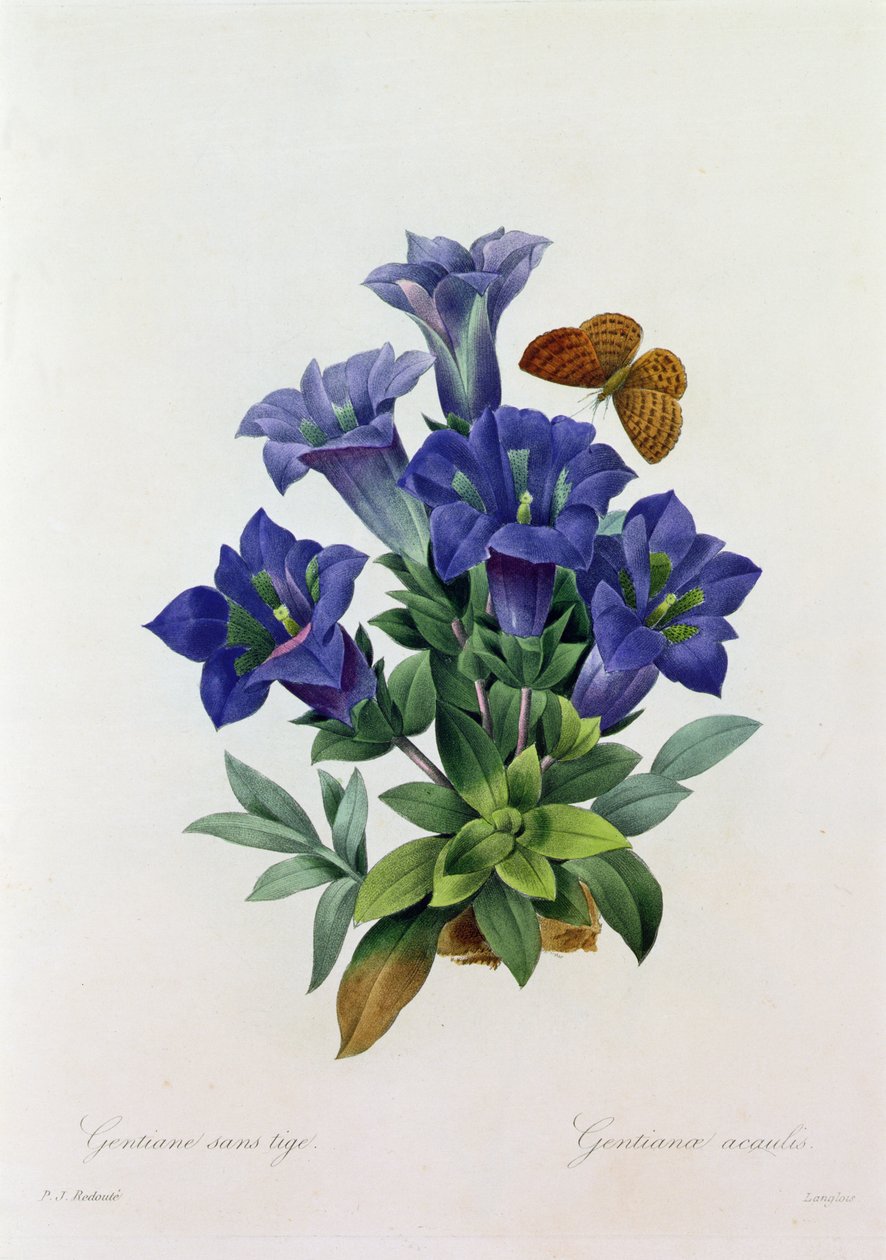 Gentiana Acaulis door Pierre Joseph Redouté