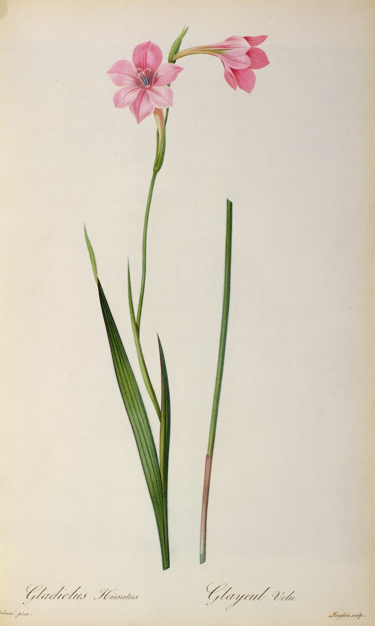 Gladiolus Hirsulus, uit 