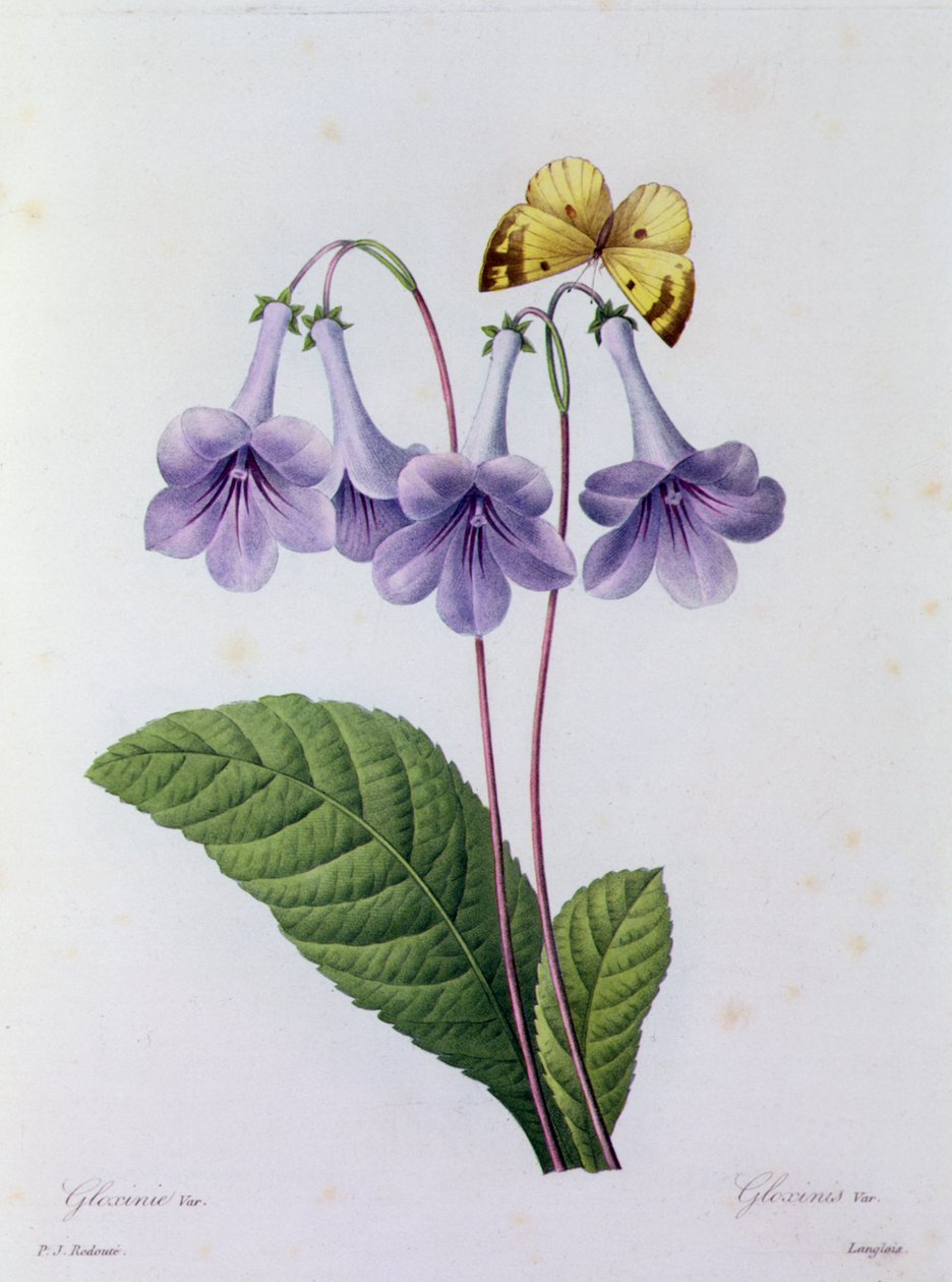 Gloxinia door Pierre Joseph Redouté