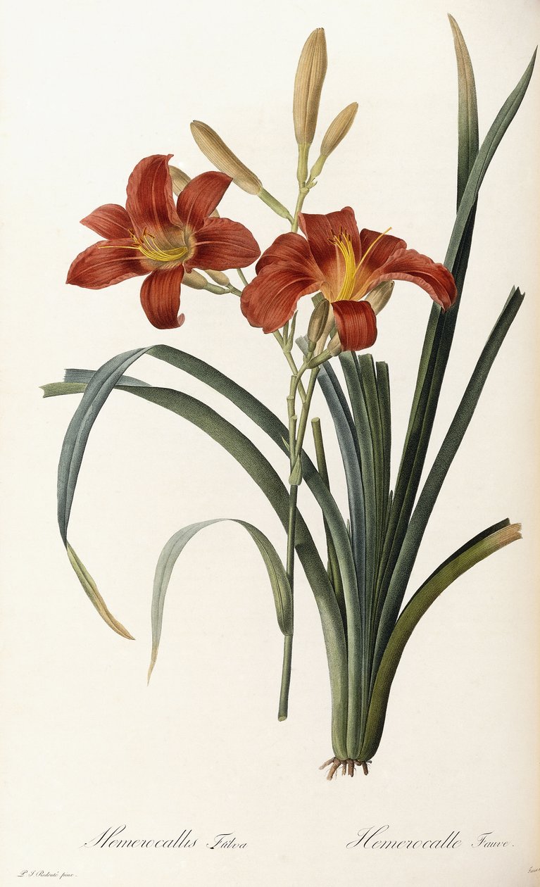 Hemerocallis Fulva - Hemerocallis Fauve door Pierre Joseph Redouté