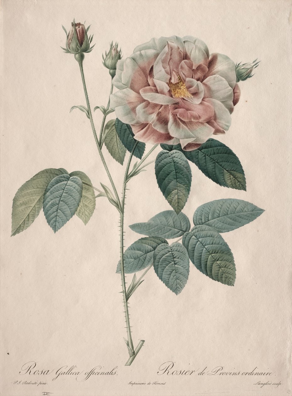 De rozen: Rosa Gallica door Pierre Joseph Redouté