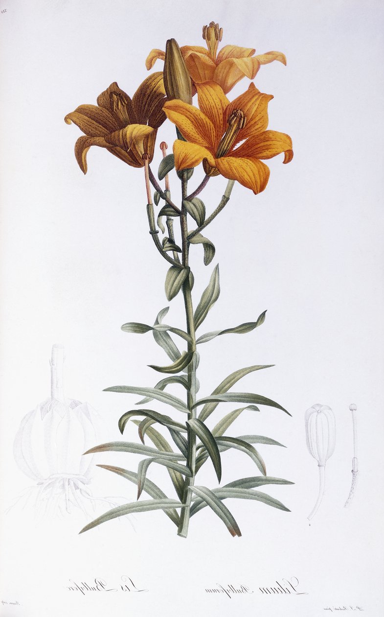 Lilium Bulbiferum door Pierre Joseph Redouté