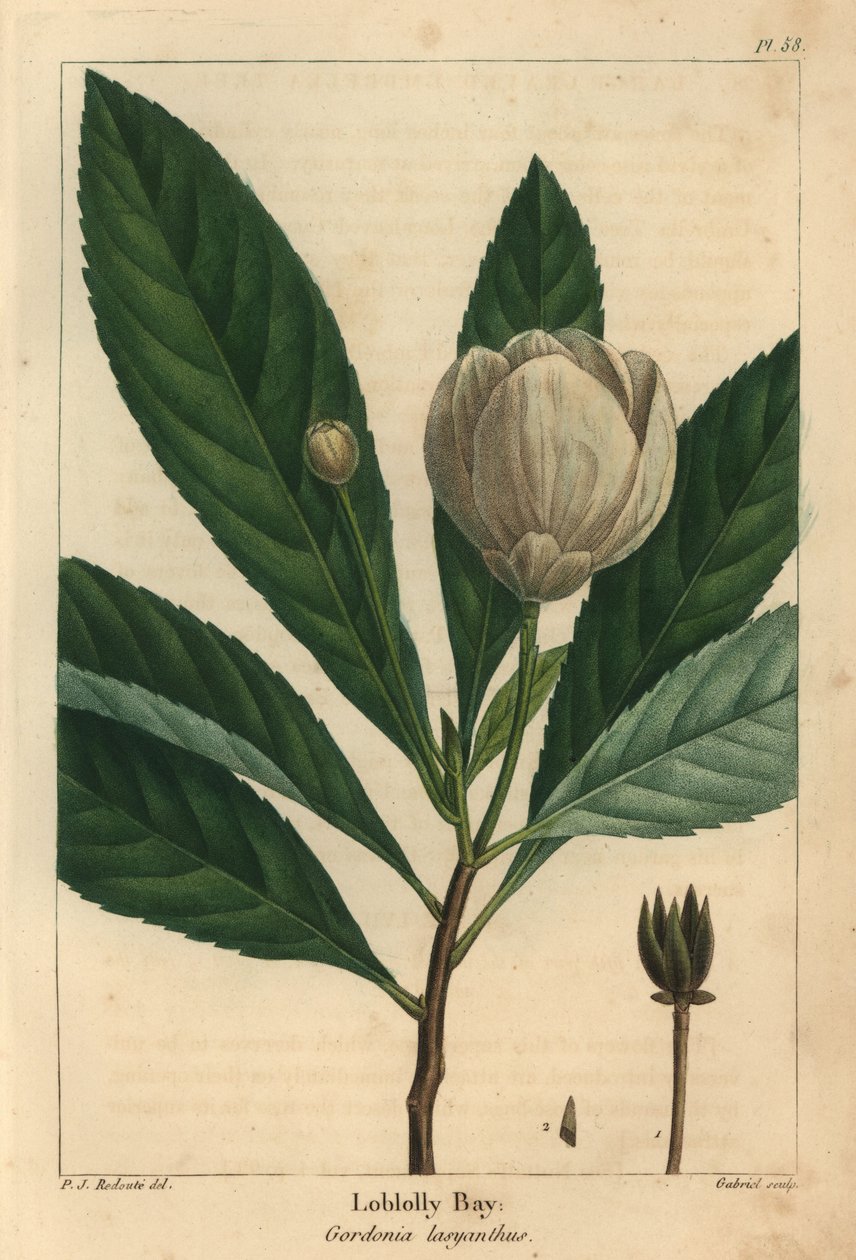 Loblolly bay, Gordonia lasyanthus door Pierre Joseph Redouté
