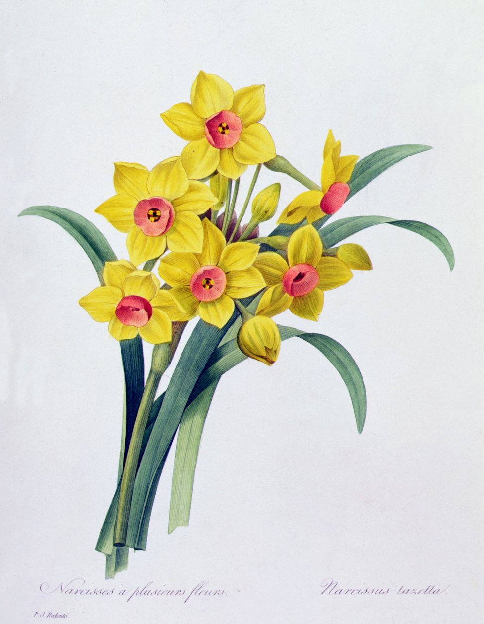 Narcissus Tazetta door Pierre Joseph Redouté