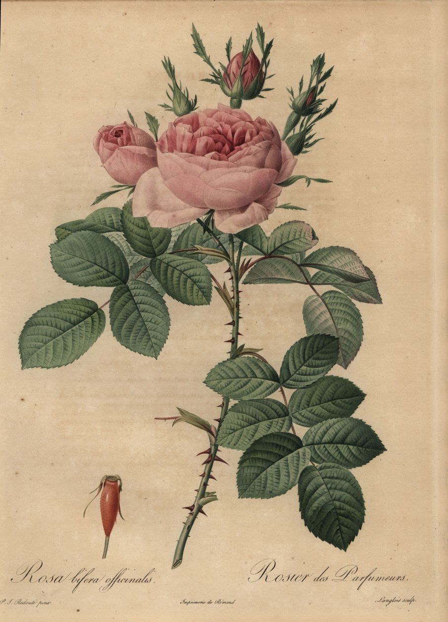 Roze hybride roos, Rosa bifera door Pierre Joseph Redouté