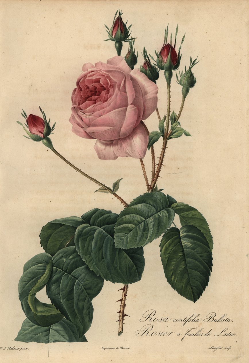 Roze sla roos Bullata, Rosa centifolia door Pierre Joseph Redouté